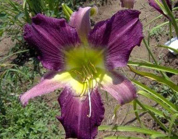 Toon details van Orchid Night Afbeeldingen van Orchid Night