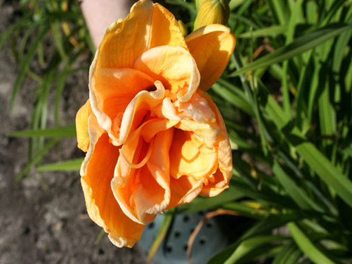 Afbeeldingen van Peach Magnolia