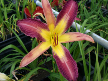 Toon details van Lavender Arrowhead Afbeeldingen van Lavender Arrowhead