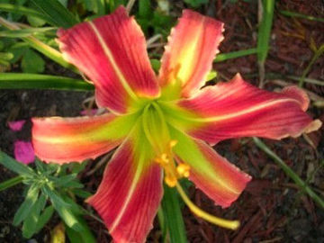 Toon details van Zip Boom Bah Afbeeldingen van Zip Boom Bah