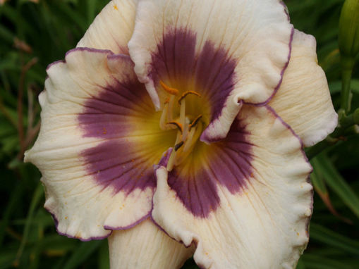 Picture of Ivory Finesse