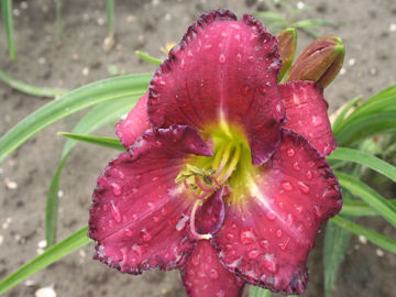 Toon details van Ledgewood Isabella Afbeeldingen van Ledgewood Isabella