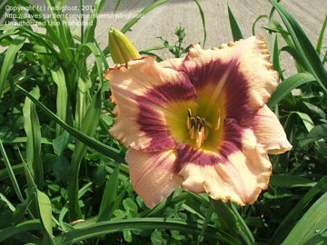 Toon details van Bigfoot Afbeeldingen van Bigfoot