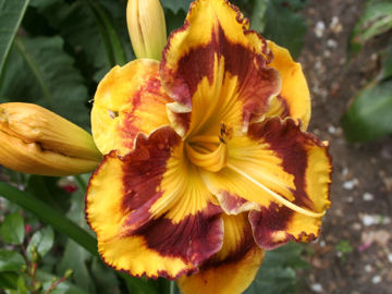 Toon details van New Paradigm Afbeeldingen van New Paradigm