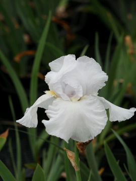 Toon details van Ice Sculp Ture Afbeeldingen van Ice Sculp Ture