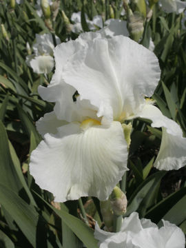 Toon details van Cliffs Of Dover Afbeeldingen van Cliffs Of Dover