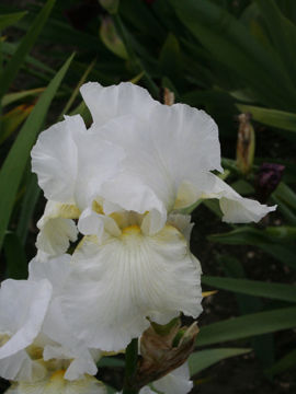 Toon details van I Do Afbeeldingen van I Do