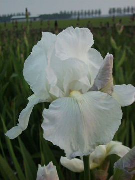 Toon details van Immortality Afbeeldingen van Immortality