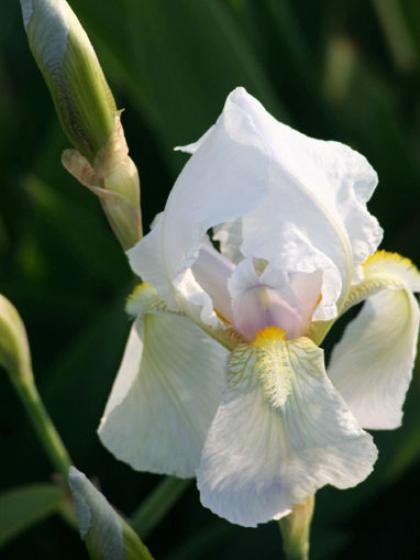 Afbeeldingen van Florentina Alba