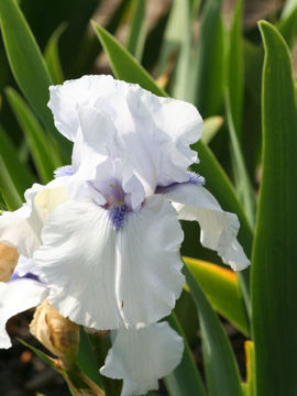 Toon details van Song Of Norway Afbeeldingen van Song Of Norway