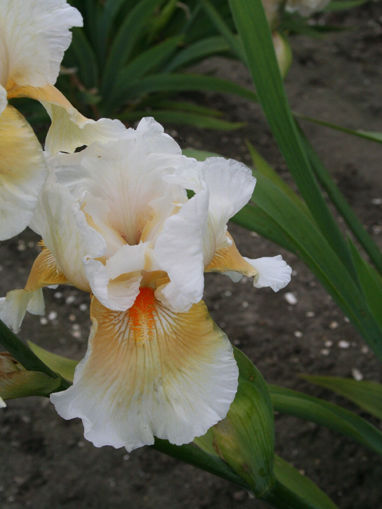 Picture of Coral Chalice