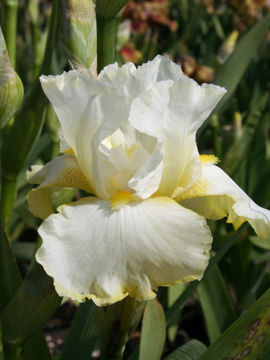 Toon details van Lemon Duet Afbeeldingen van Lemon Duet