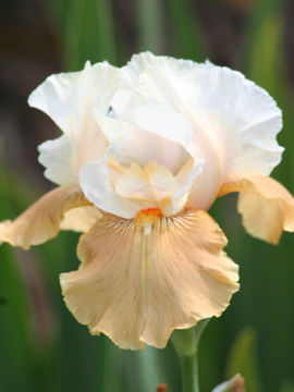 Toon details van Love Chant Afbeeldingen van Love Chant