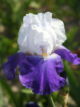 Toon details van Arpege Afbeeldingen van Arpege