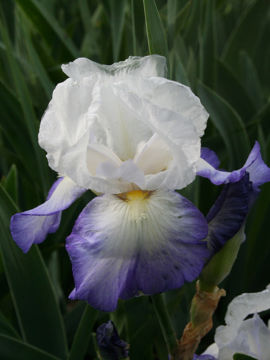 Toon details van Brook Flower Afbeeldingen van Brook Flower