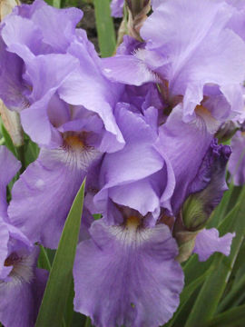 Toon details van Eternal Bliss Afbeeldingen van Eternal Bliss