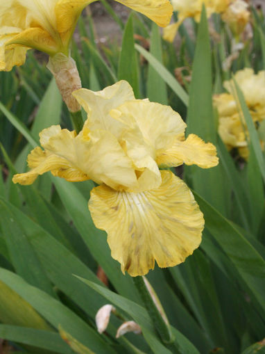 Afbeeldingen van Fair Flora