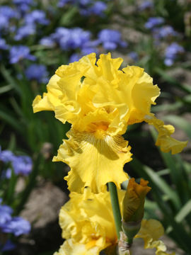 Toon details van Spirit Of Memphis Afbeeldingen van Spirit Of Memphis