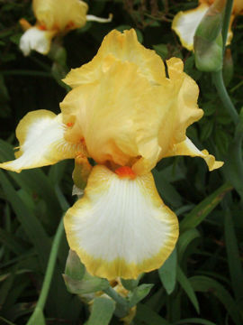 Toon details van May Melody Afbeeldingen van May Melody