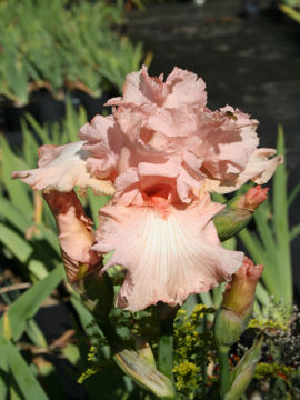 Toon details van Beverly Sills Afbeeldingen van Beverly Sills