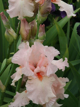 Toon details van Cherub’S Smile Afbeeldingen van Cherub’S Smile