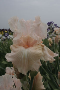 Toon details van Enthralling Pink Afbeeldingen van Enthralling Pink