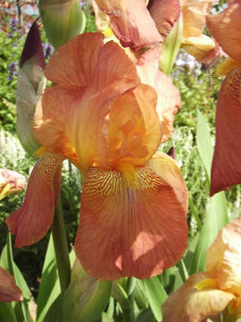 Toon details van Belle Du Juin Afbeeldingen van Belle Du Juin