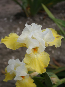 Toon details van Alpine Shunshine Afbeeldingen van Alpine Shunshine