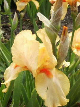 Toon details van Lovely Light Afbeeldingen van Lovely Light