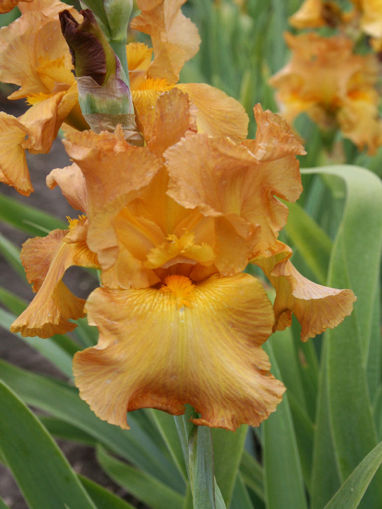 iris-germanica-penny-a-pinch-iris-en-hemerocallis-kwekerij-joosten