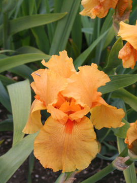 Toon details van Skyfire Afbeeldingen van Skyfire