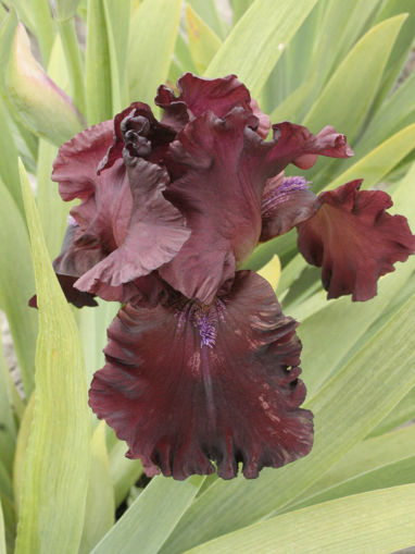 Afbeeldingen van Shortman's  Garnet Ruffles