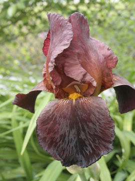 Toon details van Ruby Mine Afbeeldingen van Ruby Mine