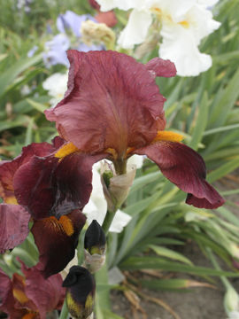 Toon details van Silence Afbeeldingen van Silence