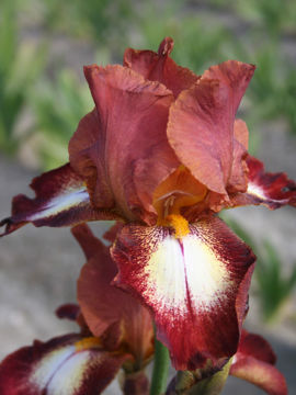 Toon details van Rimfire Afbeeldingen van Rimfire