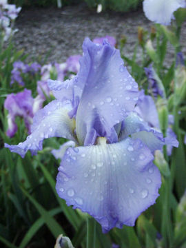 Toon details van Sky Search Afbeeldingen van Sky Search