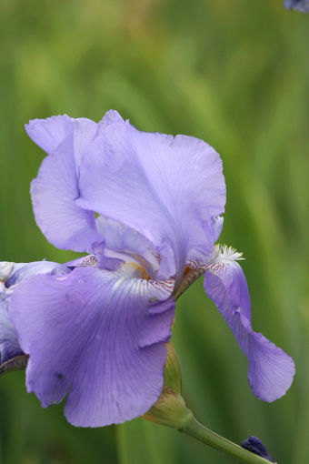 Afbeeldingen van Butterfly