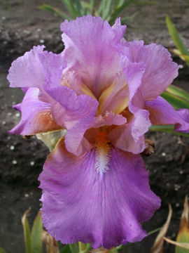 Toon details van Orchid Prize Afbeeldingen van Orchid Prize