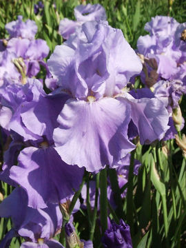 Toon details van Summer Holidays Afbeeldingen van Summer Holidays