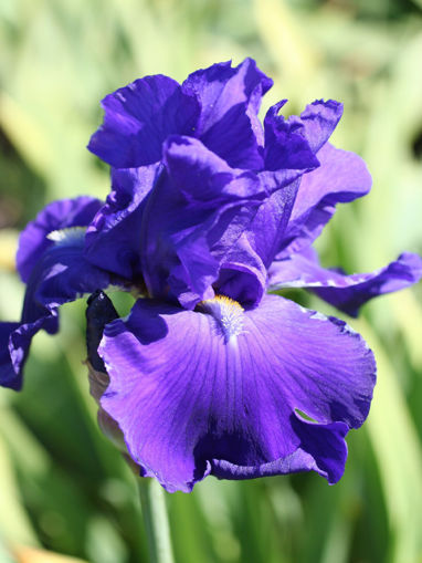 Afbeeldingen van Bleu De Gien