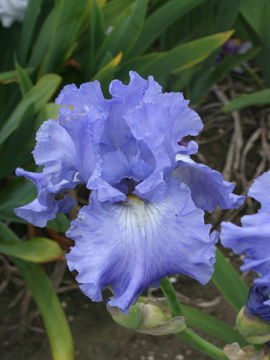 Toon details van Caribbean Dream Afbeeldingen van Caribbean Dream