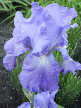 Toon details van Victoria Falls Afbeeldingen van Victoria Falls