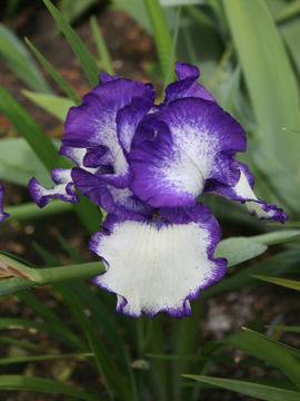 Toon details van Loop The Loop Afbeeldingen van Loop The Loop