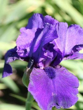 Toon details van Al Segno Afbeeldingen van Al Segno