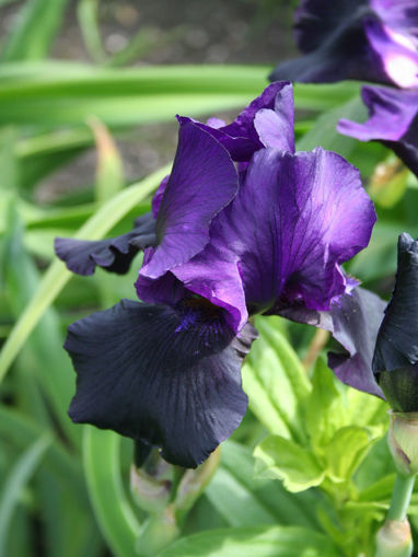 Afbeeldingen van Black Taffeta