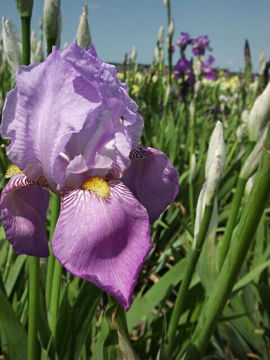 Toon details van Iris Palida Variegata Afbeeldingen van Iris Palida Variegata