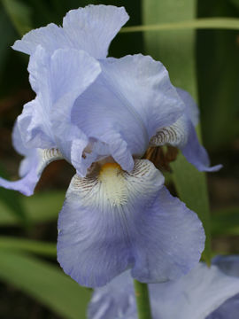 Toon details van Jane Phillips Afbeeldingen van Jane Phillips