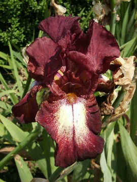 Toon details van Hell's Fire Afbeeldingen van Hell's Fire