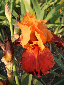 Toon details van Jubile Rainier 111 Afbeeldingen van Jubile Rainier 111