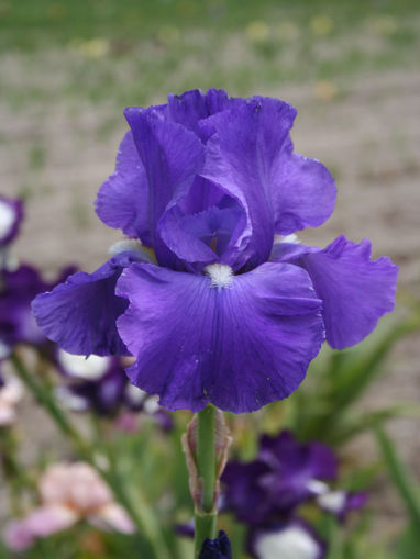 Afbeeldingen van Bleu De Mer